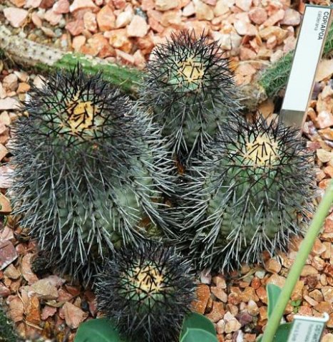 Copiapoa_calderana_3